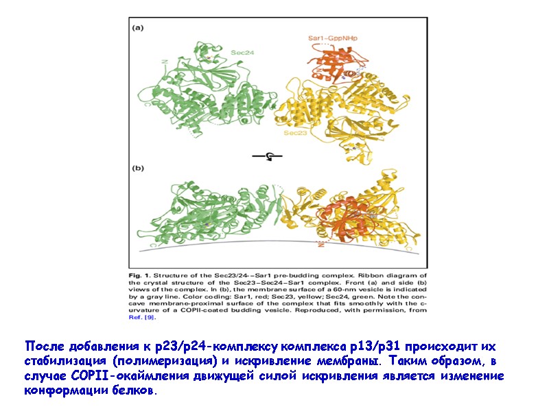После добавления к р23/р24-комплексу комплекса р13/р31 происходит их стабилизация (полимеризация) и искривление мембраны. Таким